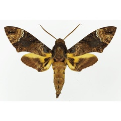 /filer/webapps/moths/media/images/F/fulvinotata_Coelonia_AM_Basquin_06.jpg