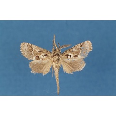 /filer/webapps/moths/media/images/P/prochesi_Arbelodes_HT_BMNH.jpg