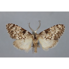 /filer/webapps/moths/media/images/N/nigromixtalis_Meganola_PT_BMNH.jpg