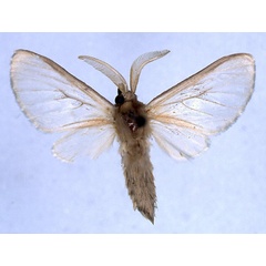 /filer/webapps/moths/media/images/S/subcanescens_Apisa_HT_BMNH_01.jpg