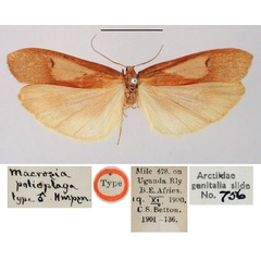 /filer/webapps/moths/media/images/P/polioplaga_Macrosia_HT_BMNH.jpg