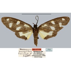 /filer/webapps/moths/media/images/T/triangulifera_Thyrosticta_HT_MNHN.jpg