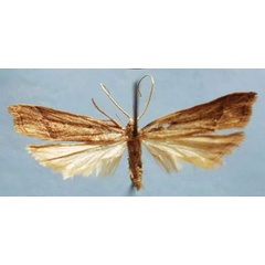 /filer/webapps/moths/media/images/S/septentriella_Torodora_HT_MNHN.jpg
