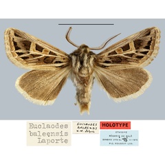 /filer/webapps/moths/media/images/B/baleensis_Eucladodes_HT_MNHNa.jpg