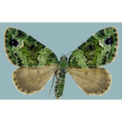 /filer/webapps/moths/media/images/V/vittata_Piercia_AF_Staude.jpg