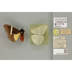 /filer/webapps/moths/media/images/R/rectifascia_Fodinoidea_PTM_BMNHa.jpg