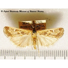/filer/webapps/moths/media/images/S/scitulellus_Prionapteryx_A_OUMNH_02.jpg