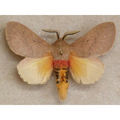 /filer/webapps/moths/media/images/S/sanguicincta_Hypotrabala_A_Butler_02.jpg