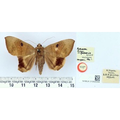 /filer/webapps/moths/media/images/F/faberis_Achaea_HT_BMNH.jpg