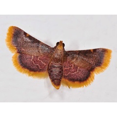 /filer/webapps/moths/media/images/M/mauritialis_Hypsopygia_A_Mazzei_01.jpg