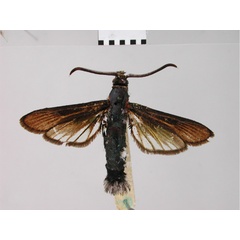 /filer/webapps/moths/media/images/T/thalassina_Paranthrene_STM_BMNH.jpg