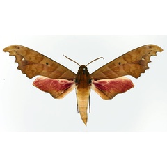 /filer/webapps/moths/media/images/G/goodii_Phylloxiphia_AM_Basquin_01a.jpg