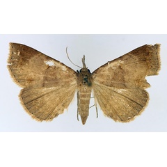 /filer/webapps/moths/media/images/P/poliophaea_Aburina_AF_TMSA_01.jpg