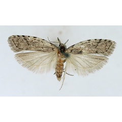 /filer/webapps/moths/media/images/S/socors_Carposina_AF_TMSA.jpg