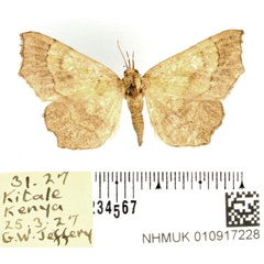 /filer/webapps/moths/media/images/I/incurvata_Egnasia_AF_BMNH.jpg
