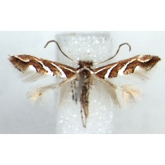/filer/webapps/moths/media/images/G/grewiaecola_Phyllonorycter_AM_RMCA.jpg