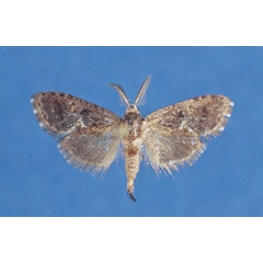 /filer/webapps/moths/media/images/K/kasuluensis_Bjoernstadia_HT_Lehmann.jpg