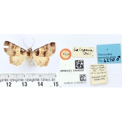 /filer/webapps/moths/media/images/B/balnearia_Polydesma_HT_BMNH.jpg
