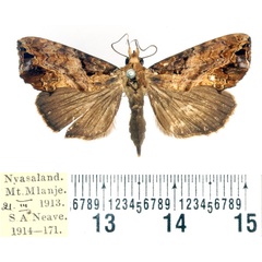 /filer/webapps/moths/media/images/W/wahlbergi_Plusiodonta_AF_BMNH.jpg