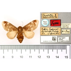 /filer/webapps/moths/media/images/H/habenichti_Ctenolita_STF_BMNH.jpg