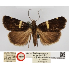 /filer/webapps/moths/media/images/D/demaculata_Eulocastra_HT_NHMUK.jpg