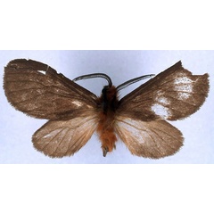 /filer/webapps/moths/media/images/L/latipennis_Metarctia_HT_BMNH_01.jpg