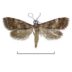 /filer/webapps/moths/media/images/N/nymphulalis_Eoophyla_ST_BMNH.jpg