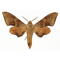 /filer/webapps/moths/media/images/P/prionites_Neopolyptychus_AM_Basquin_04a.jpg