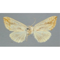 /filer/webapps/moths/media/images/F/fuscatus_Polienus_RMCA_02.jpg