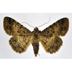 /filer/webapps/moths/media/images/U/umbricola_Polydesma_A_NHMO.jpg