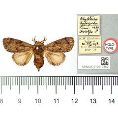 /filer/webapps/moths/media/images/H/hyperocha_Rhypteira_HT_BMNH.jpg