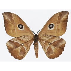 /filer/webapps/moths/media/images/N/nereis_Melanocera_AF_Basquinb.jpg