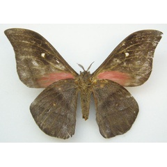 /filer/webapps/moths/media/images/A/aethiops_Imbrasia_HT_NHMUKb.jpg