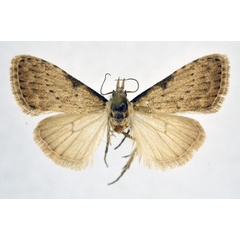 /filer/webapps/moths/media/images/S/spermophaga_Meganola_AF_NHMO.jpg
