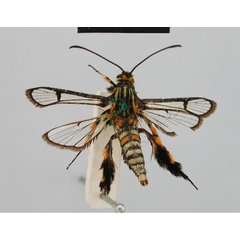 /filer/webapps/moths/media/images/P/pictipes_Crinipes_HT_BMNH.jpg