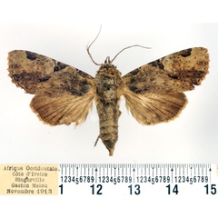 /filer/webapps/moths/media/images/M/multiscripta_Hesperochroa_AF_BMNH.jpg