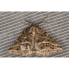 /filer/webapps/moths/media/images/C/confertaria_Hypotephrina_AM_Heyns.jpg