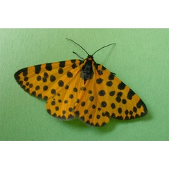 /filer/webapps/moths/media/images/L/lepida_Zerenopsis_AM_Sommerer.jpg