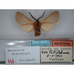/filer/webapps/moths/media/images/D/dracuncula_Metarctia_HT_RMCA_02.jpg