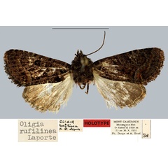 /filer/webapps/moths/media/images/R/rufilinea_Oligia_HT_MNHN.jpg