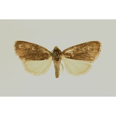 /filer/webapps/moths/media/images/V/varians_Micraxylia_AT_RMCA_02.jpg
