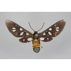 /filer/webapps/moths/media/images/F/francisca_Amata_HT_BMNH.jpg