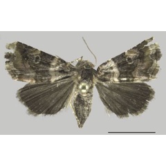 /filer/webapps/moths/media/images/B/bicolora_Ozarba_AF_ZMJU.jpg