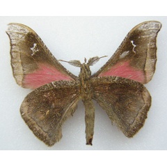 /filer/webapps/moths/media/images/E/eximia_Ludia_HT_NHMUKb.jpg