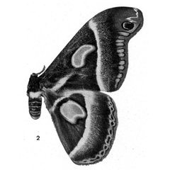 /filer/webapps/moths/media/images/B/bouvieri_Drepanoptera_HT_Testout_1936_2.jpg