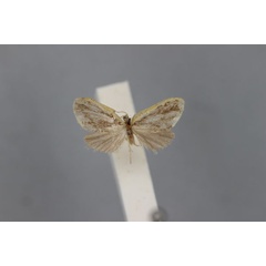 /filer/webapps/moths/media/images/F/flavicosta_Nola_HT_BMNH.jpg