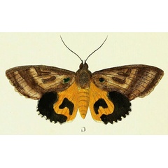 /filer/webapps/moths/media/images/C/cajeta_Eudocima_Cramer1_30_C.jpg