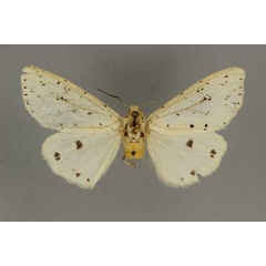 /filer/webapps/moths/media/images/A/australis_Micralarctia_HT_BMNH.jpg