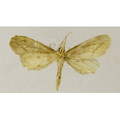 /filer/webapps/moths/media/images/L/lycaugidia_Idaea_PTM_ZSMb.jpg