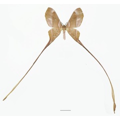 /filer/webapps/moths/media/images/T/trogophylla_Eudaemonia_AM_Basquina_cvChzVD.jpg